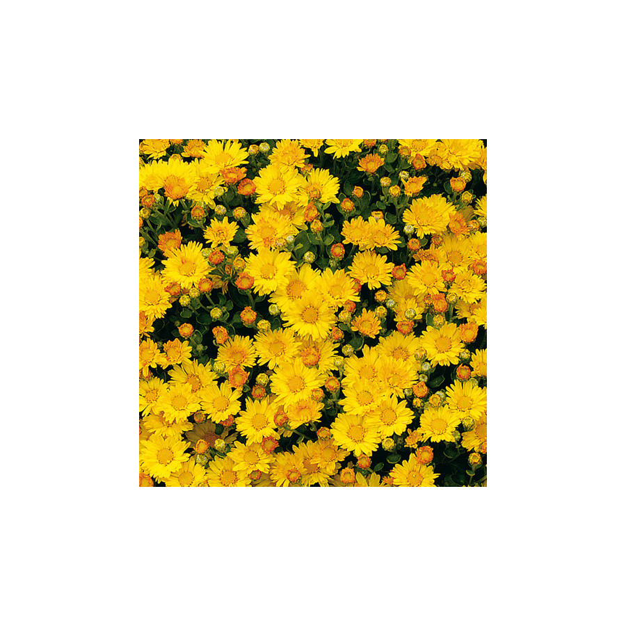 plantes-vivaces-ajania-bellania-bengo-gold-chrysantheme-du-pacifique-en-vente-pepiniere-lepage-