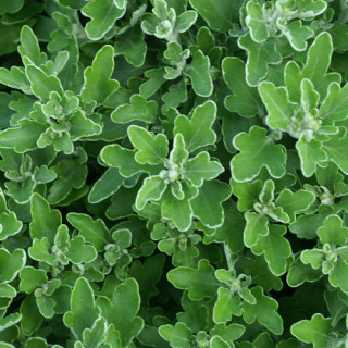 plantes-vivaces-ajania-bellania-bengo-gold-chrysantheme-du-pacifique-en-vente-pepiniere-lepage-