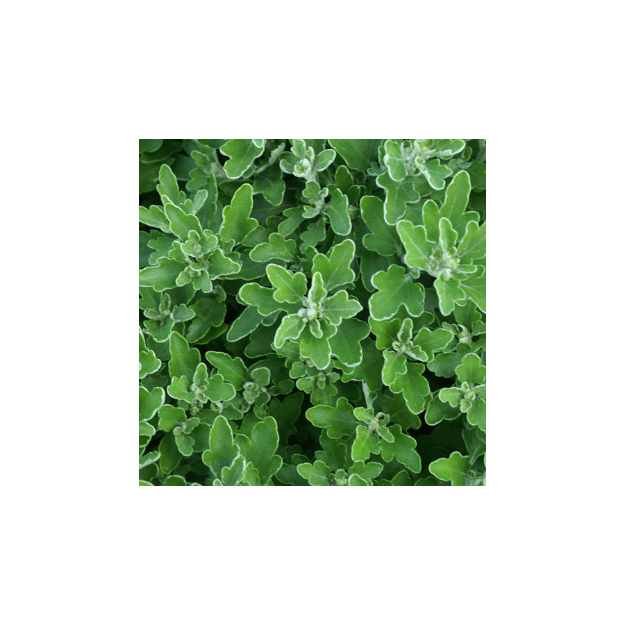 plantes-vivaces-ajania-bellania-bengo-gold-chrysantheme-du-pacifique-en-vente-pepiniere-lepage-