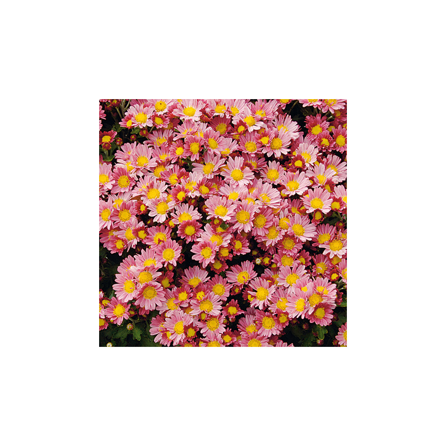 plantes-vivaces-ajania-bellania-bengo-rosa-chrysantheme-du-pacifique-en-vente-pepiniere-lepage-
