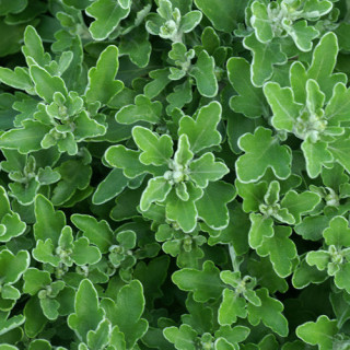 plantes-vivaces-ajania-bellania-bengo-rosa-chrysantheme-du-pacifique-en-vente-pepiniere-lepage-