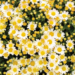 plantes-vivaces-ajania-bellania-bengo-weiss-chrysantheme-du-pacifique-en-vente-pepiniere-lepage-