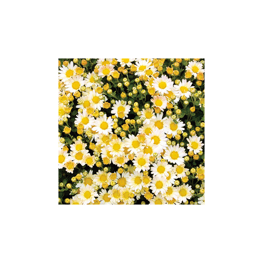 Plantes Vivaces AJANIA bellania 'Bengo Weiss' - Chrysanthème du pacifique en vente - Pépinière Lepage .