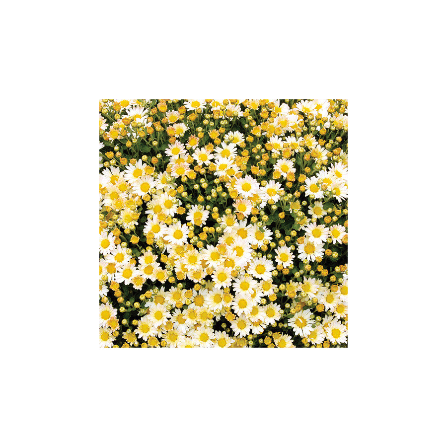 Plantes Vivaces AJANIA bellania 'Bengo Weiss' - Chrysanthème du pacifique en vente - Pépinière Lepage .