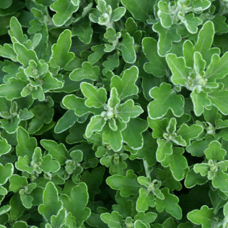 Plantes Vivaces AJANIA bellania 'Bengo Weiss' - Chrysanthème du pacifique en vente - Pépinière Lepage .