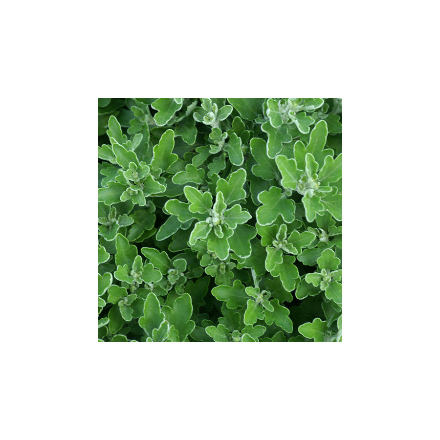 Plantes Vivaces AJANIA bellania 'Bengo Weiss' - Chrysanthème du pacifique en vente - Pépinière Lepage .