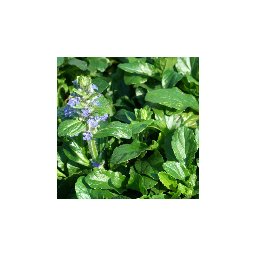 plantes-vivaces-ajuga-reptans-bugle-rampante-en-vente-pepiniere-lepage-