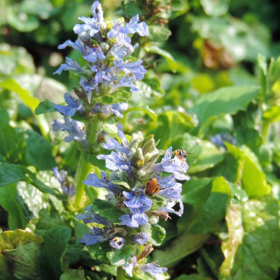 plantes-vivaces-ajuga-reptans-bugle-rampante-en-vente-pepiniere-lepage-
