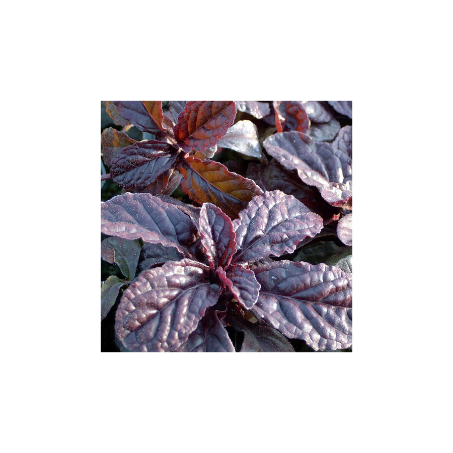 plantes-vivaces-ajuga-reptans-atropurpurea-bugle-rampante-en-vente-pepiniere-lepage-