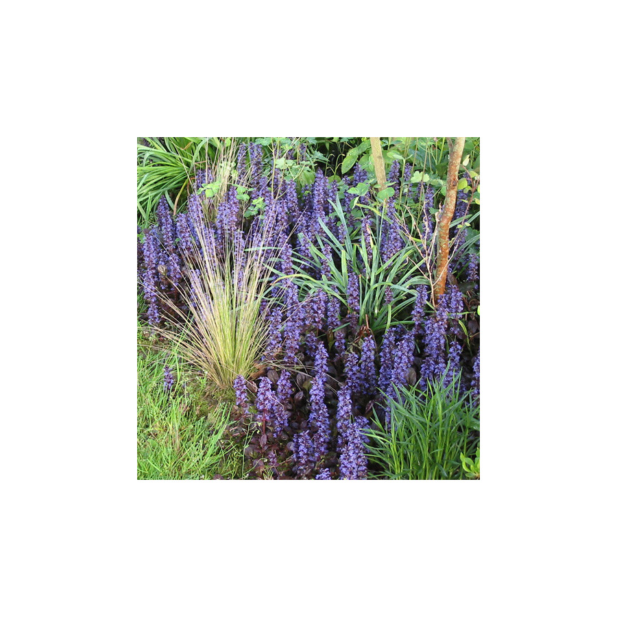 plantes-vivaces-ajuga-reptans-atropurpurea-bugle-rampante-en-vente-pepiniere-lepage-