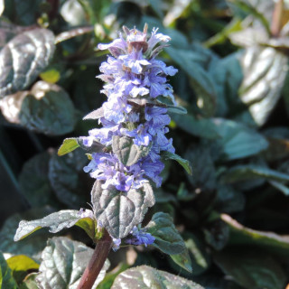 plantes-vivaces-ajuga-reptans-atropurpurea-bugle-rampante-en-vente-pepiniere-lepage-