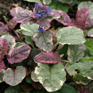 plantes-vivaces-ajuga-reptans-burgundy-glow-bugle-rampante-en-vente-pepiniere-lepage-