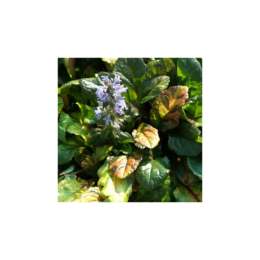 plantes-vivaces-ajuga-reptans-multicolor-bugle-rampante-en-vente-pepiniere-lepage-