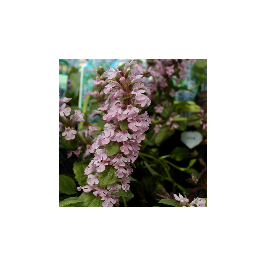 plantes-vivaces-ajuga-reptans-rosea-bugle-rampante-en-vente-pepiniere-lepage-