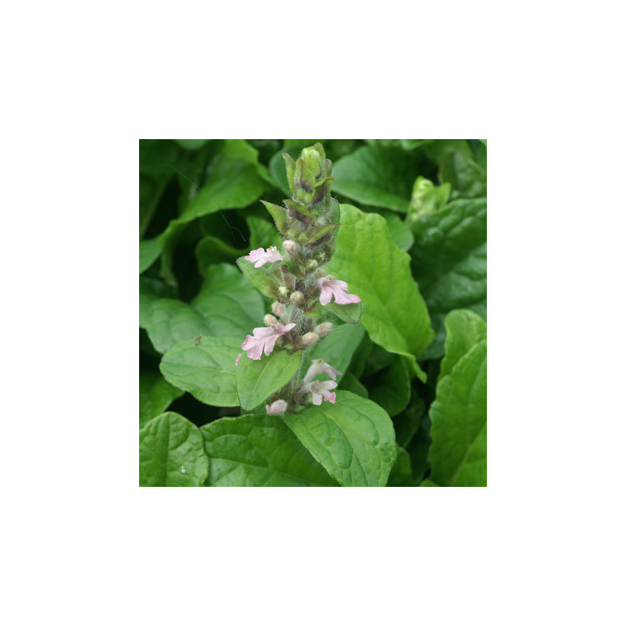 plantes-vivaces-ajuga-reptans-rosea-bugle-rampante-en-vente-pepiniere-lepage-