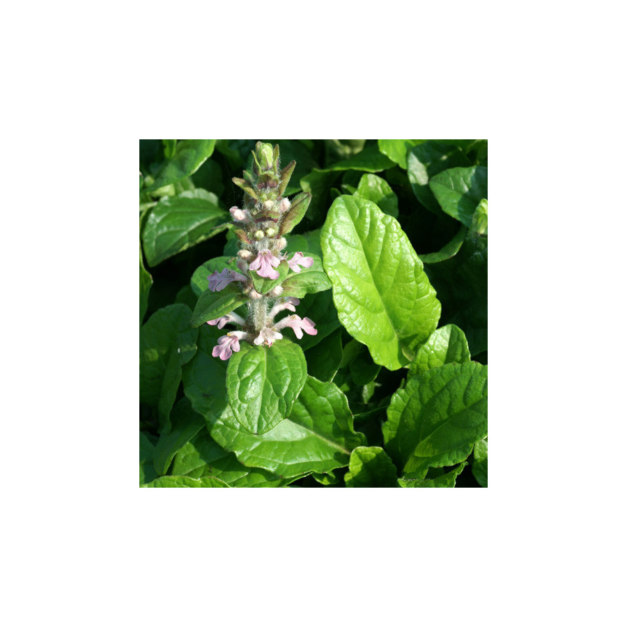 plantes-vivaces-ajuga-reptans-rosea-bugle-rampante-en-vente-pepiniere-lepage-
