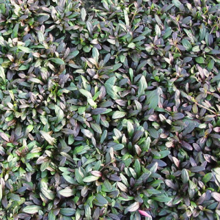 plantes-vivaces-ajuga-tenorii-valfredda-bugle-en-vente-pepiniere-lepage-