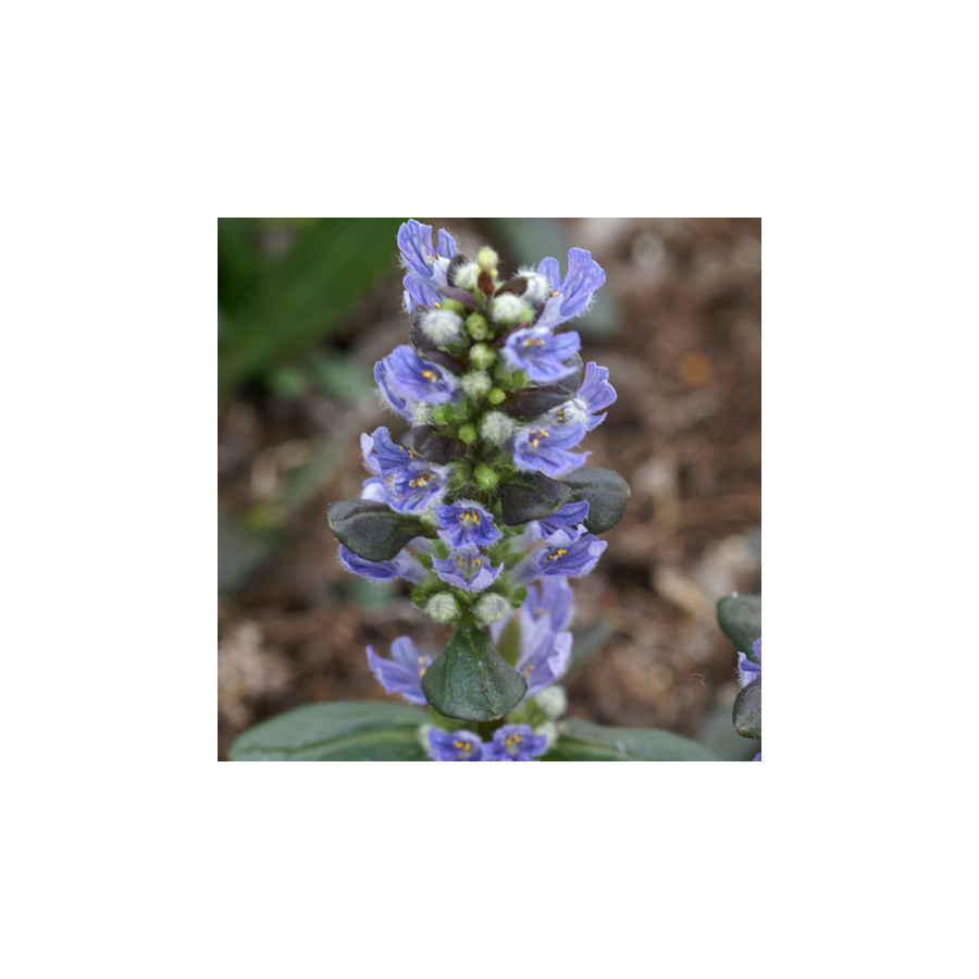 plantes-vivaces-ajuga-tenorii-valfredda-bugle-en-vente-pepiniere-lepage-