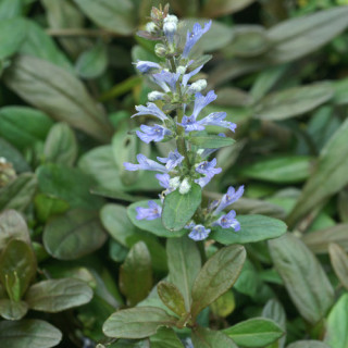 plantes-vivaces-ajuga-tenorii-valfredda-bugle-en-vente-pepiniere-lepage-
