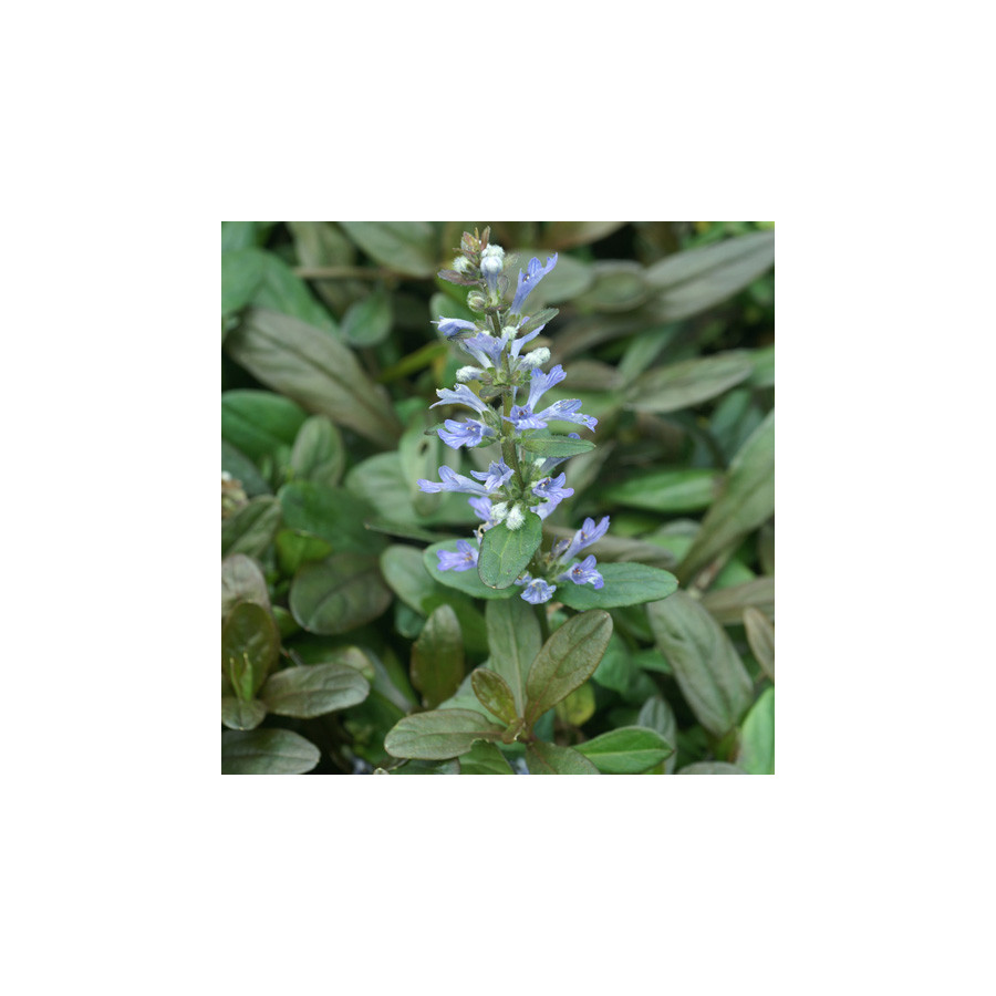 plantes-vivaces-ajuga-tenorii-valfredda-bugle-en-vente-pepiniere-lepage-