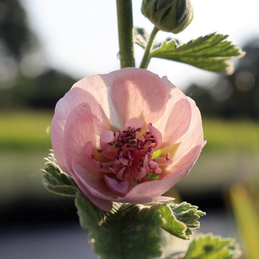 Plantes Vivaces ALCALTHAEA suffrutescens 'Parkfrieden' en vente - Pépinière Lepage .