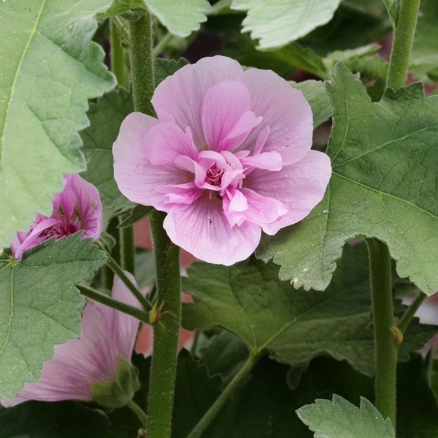 plantes-vivaces-alcalthaea-suffrutescens-parkrondell-en-vente-pepiniere-lepage-