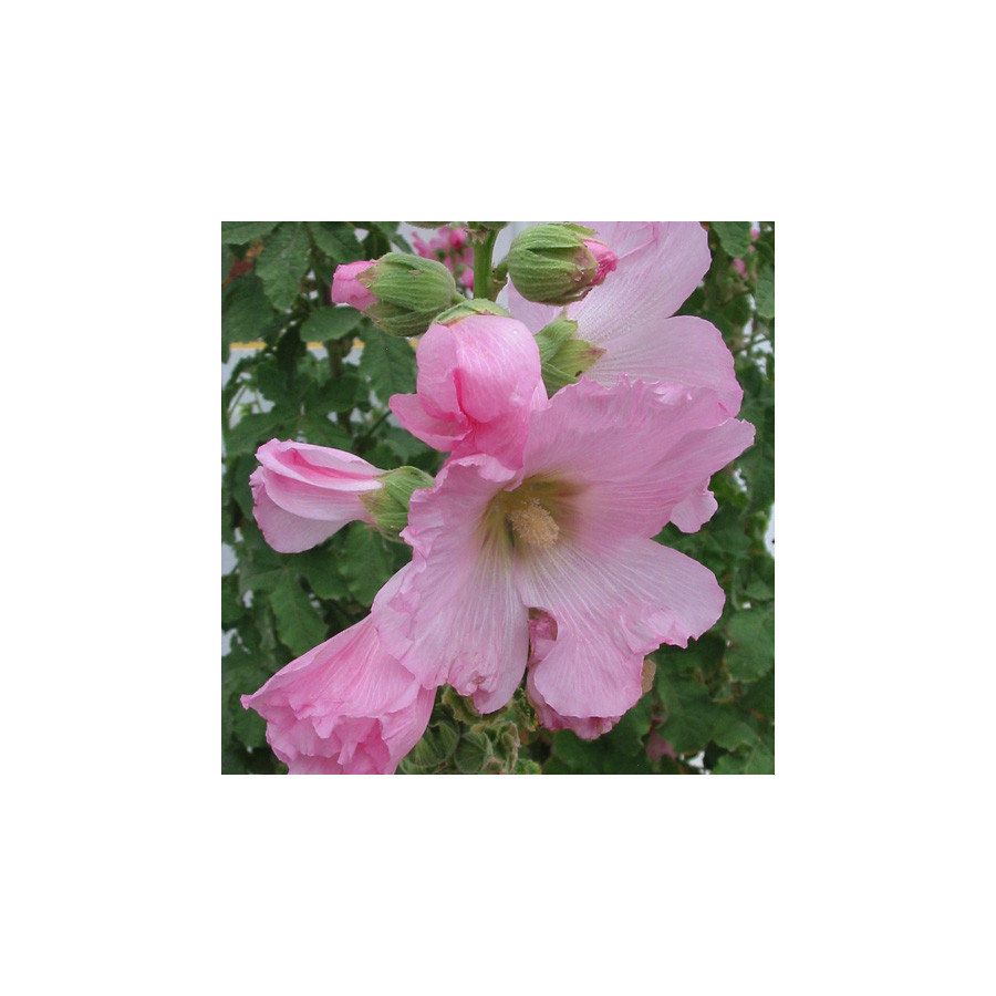 Plantes Vivaces ALCEA ficifolia - Rose trémière en vente - Pépinière Lepage .