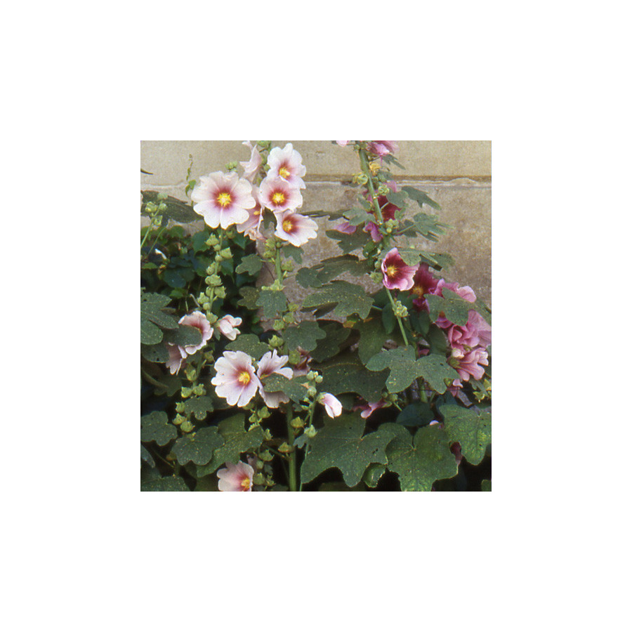Plantes Vivaces ALCEA ficifolia - Rose trémière en vente - Pépinière Lepage .