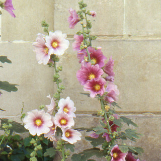 Plantes Vivaces ALCEA ficifolia - Rose trémière en vente - Pépinière Lepage .