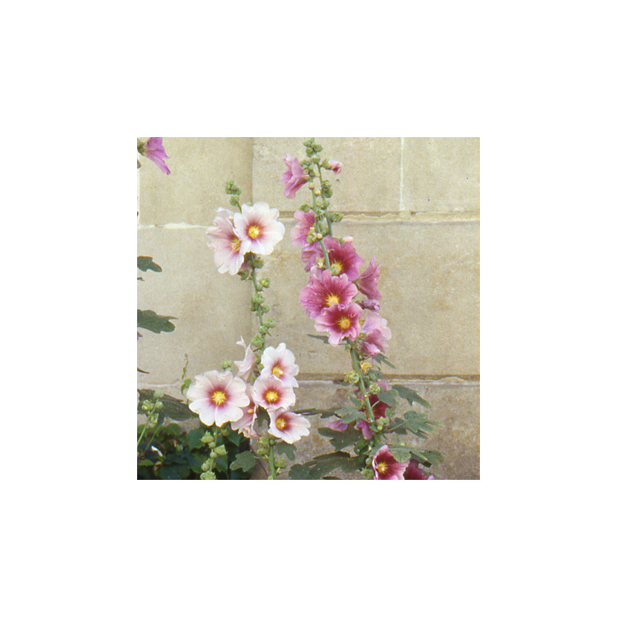 Plantes Vivaces ALCEA ficifolia - Rose trémière en vente - Pépinière Lepage .