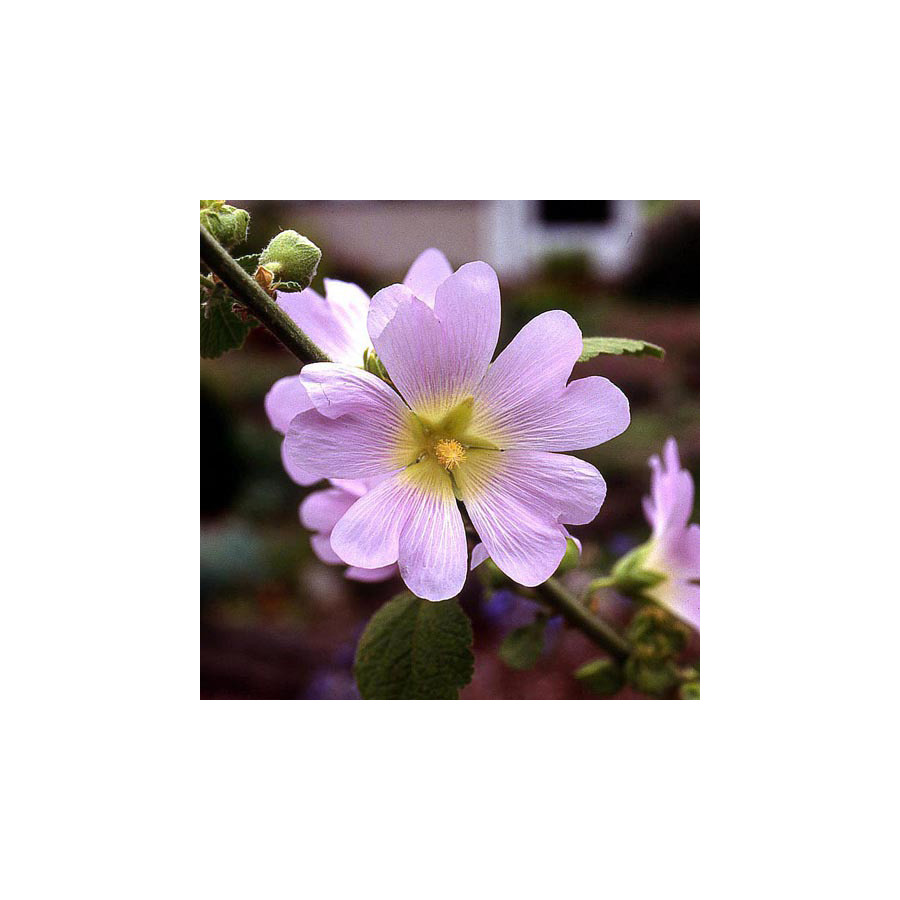 plantes-vivaces-alcea-rosea-rose-tremiere-en-vente-pepiniere-lepage-