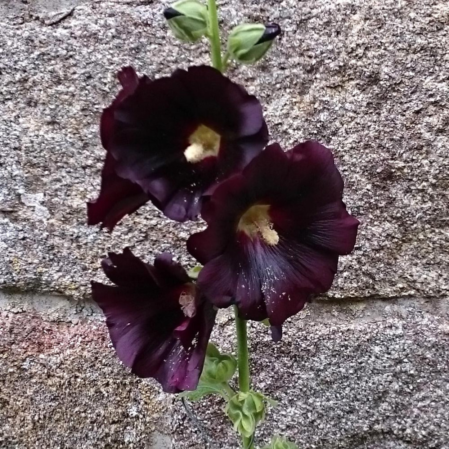 Plantes Vivaces ALCEA rosea 'Nigra' - Rose trémière en vente - Pépinière Lepage .