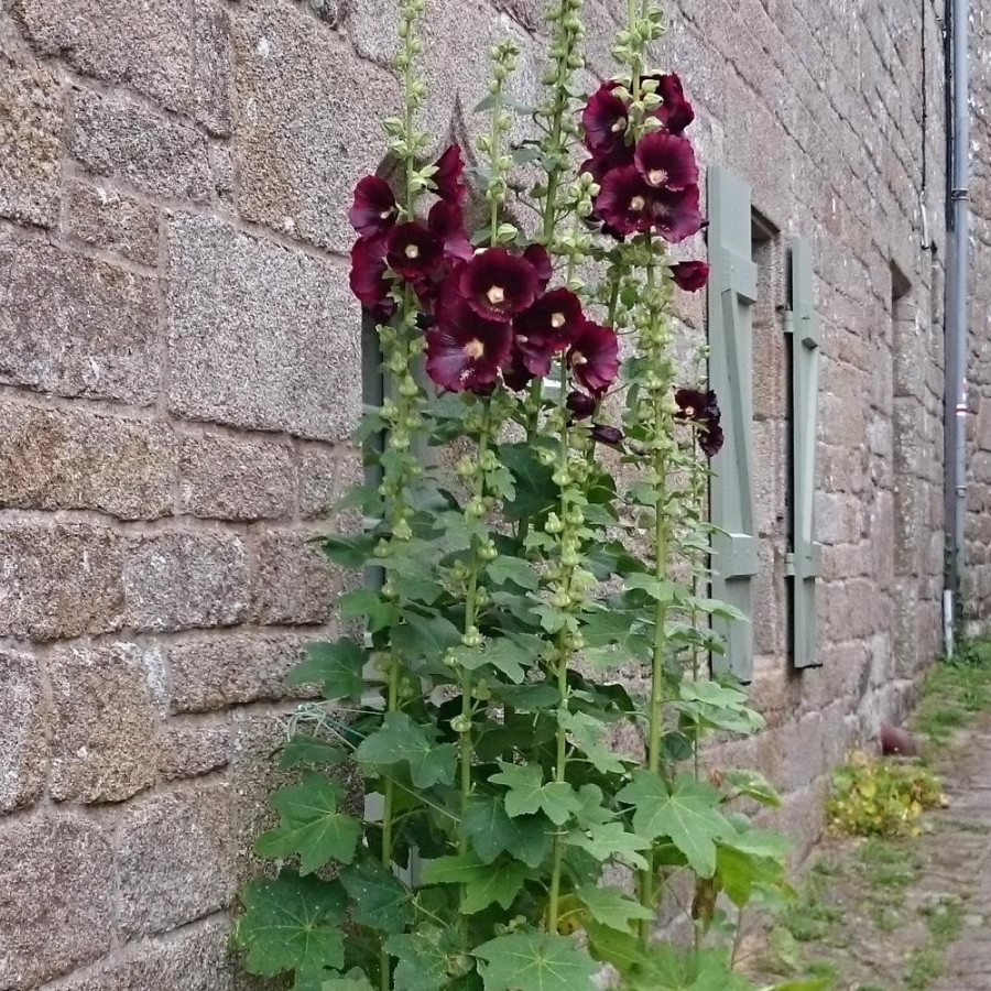 Plantes Vivaces ALCEA rosea 'Nigra' - Rose trémière en vente - Pépinière Lepage .