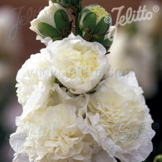 plantes-vivaces-alcea-rosea-chater-s-double-blanc-rose-tremiere-en-vente-pepiniere-lepage-