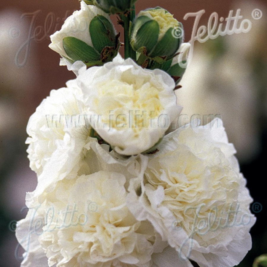 Plantes Vivaces ALCEA rosea Chater's Double blanc - Rose trémière en vente - Pépinière Lepage .