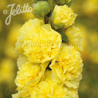 plantes-vivaces-alcea-rosea-chater-s-double-jaune-rose-tremiere-en-vente-pepiniere-lepage-