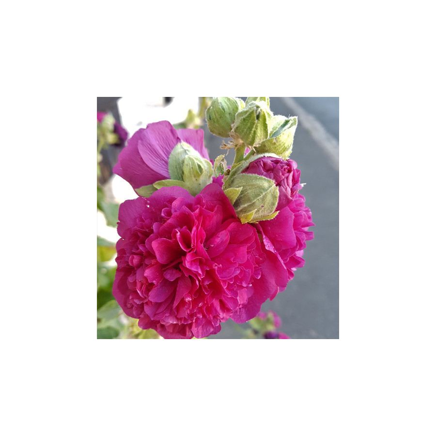 Plantes Vivaces ALCEA rosea Chater's Double rose - Rose trémière en vente - Pépinière Lepage .