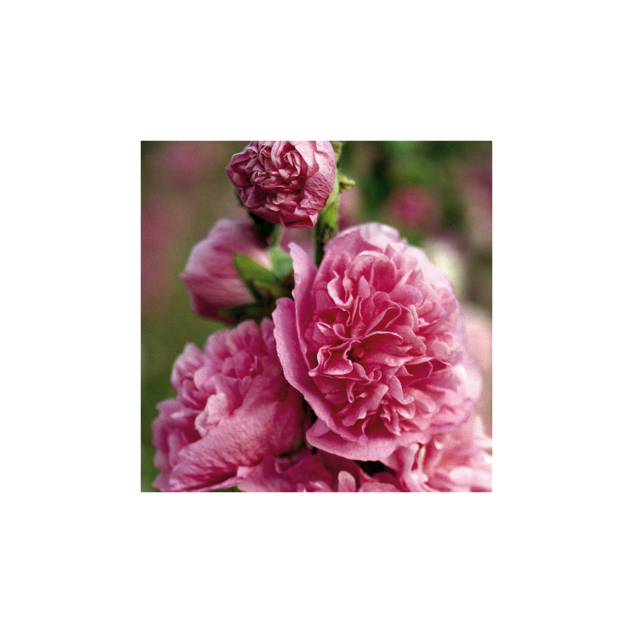 Plantes Vivaces ALCEA rosea Chater's Double rose - Rose trémière en vente - Pépinière Lepage .