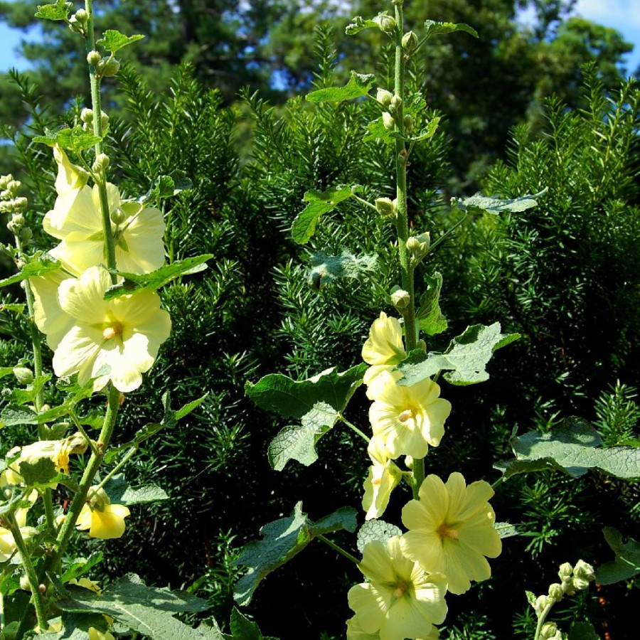 ALCEA rugosa