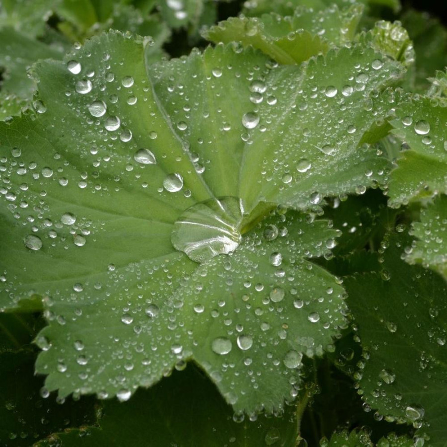 Plantes Vivaces ALCHEMILLA mollis - Alchémille en vente - Manteau de Notre-Dame en vente - Pépinière Lepage .