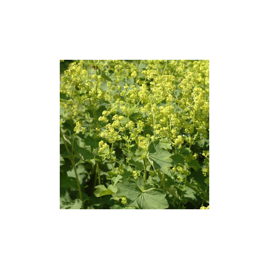 Plantes Vivaces ALCHEMILLA mollis - Alchémille en vente - Manteau de Notre-Dame en vente - Pépinière Lepage .