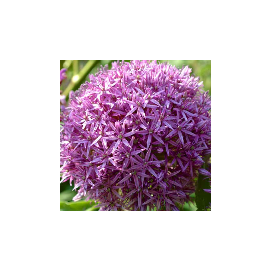 plantes-vivaces-allium-globemaster-ail-d-ornement-en-vente-pepiniere-lepage-