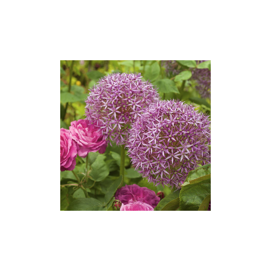 plantes-vivaces-allium-globemaster-ail-d-ornement-en-vente-pepiniere-lepage-
