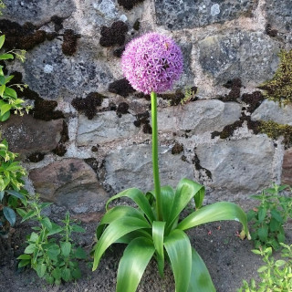 plantes-vivaces-allium-globemaster-ail-d-ornement-en-vente-pepiniere-lepage-