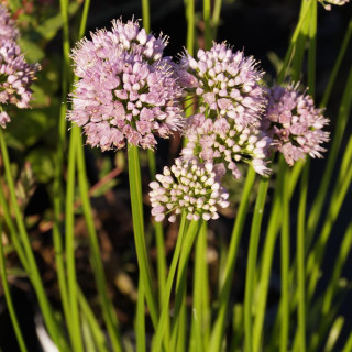 plantes-vivaces-allium-summer-beauty-ail-d-ornement-en-vente-pepiniere-lepage-