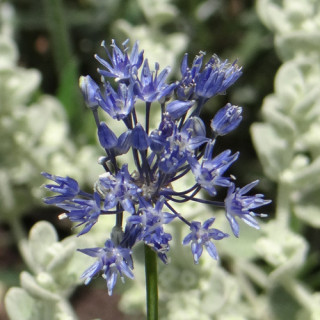 plantes-vivaces-allium-caeruleum-ail-d-ornement-en-vente-pepiniere-lepage-