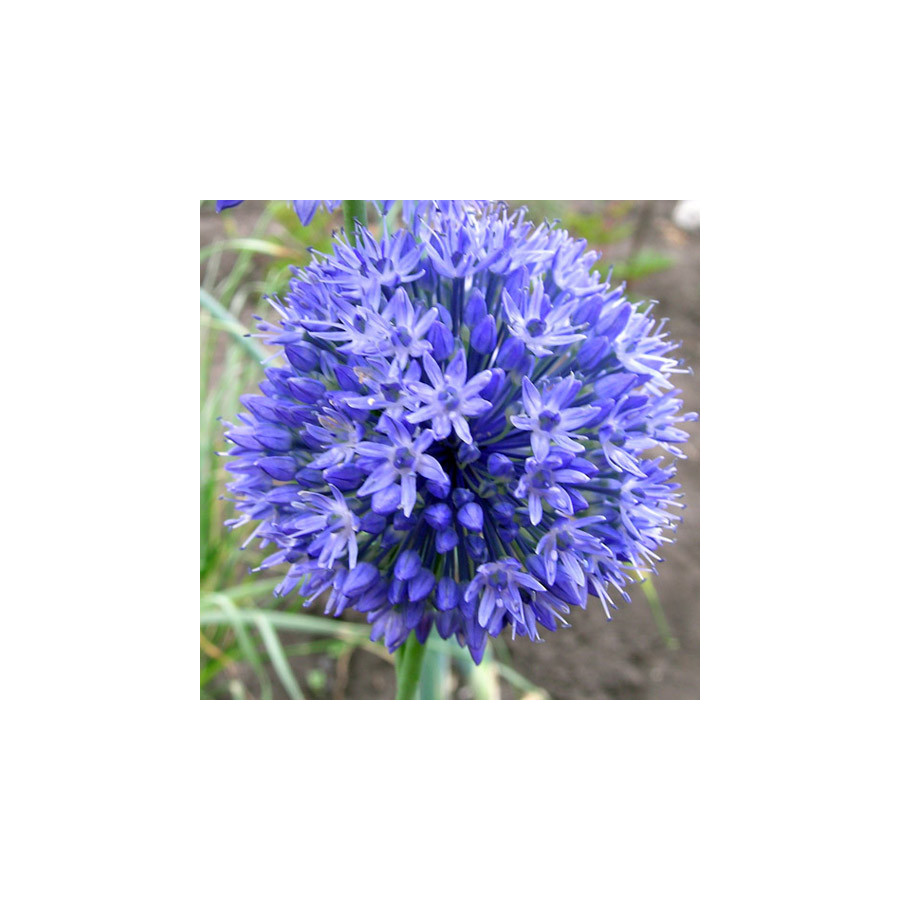 plantes-vivaces-allium-caeruleum-ail-d-ornement-en-vente-pepiniere-lepage-