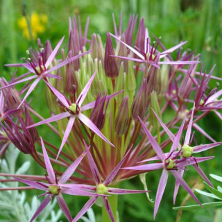 plantes-vivaces-allium-cristophii-ail-d-ornement-en-vente-pepiniere-lepage-