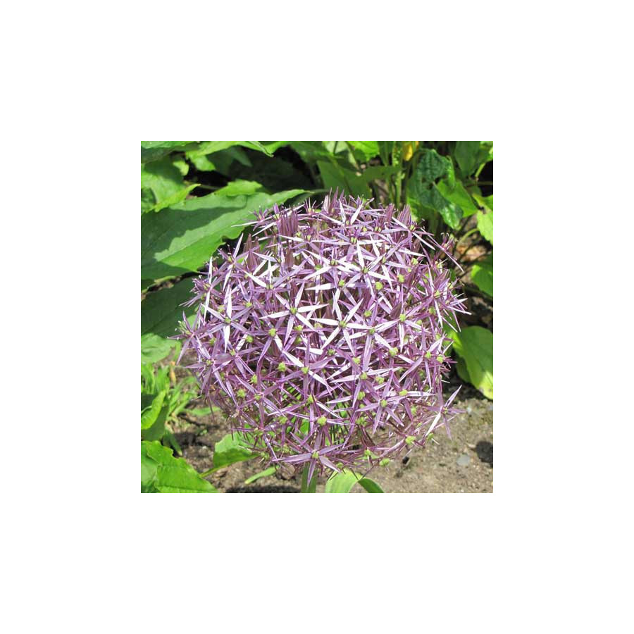 plantes-vivaces-allium-cristophii-ail-d-ornement-en-vente-pepiniere-lepage-