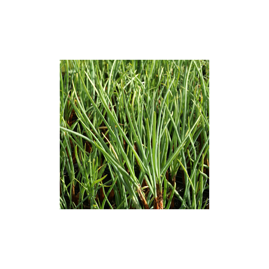 Plantes Vivaces ALLIUM fistulosum - Ciboule en vente - Pépinière Lepage .